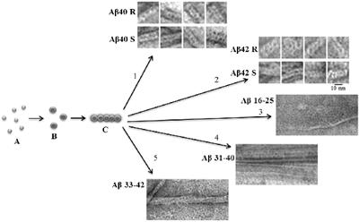 Oligomers Are Promising Targets for Drug Development in the Treatment of Proteinopathies